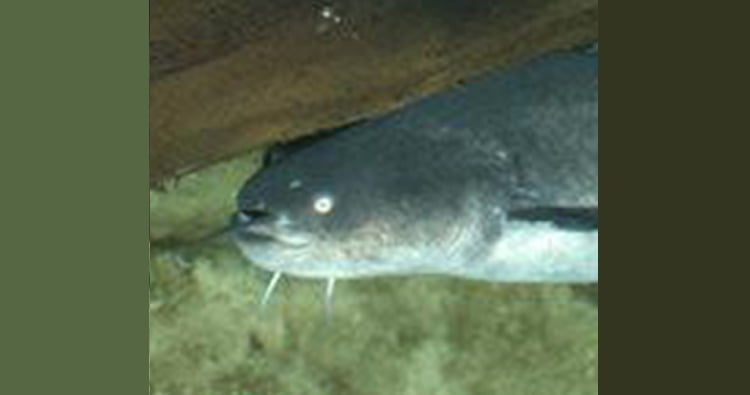 The Mysterious Wels Catfish