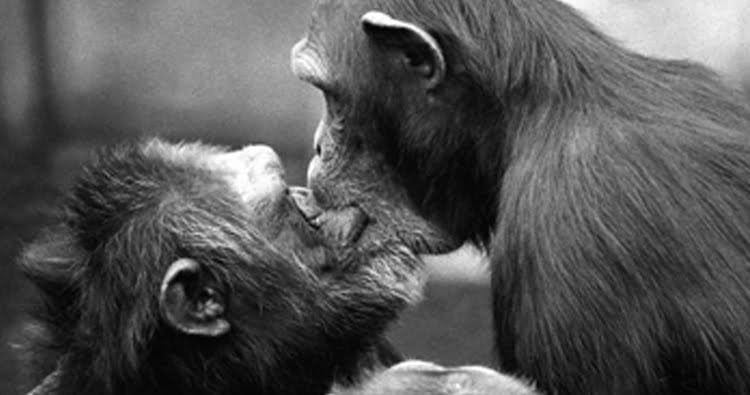 Behaving Like Animals
