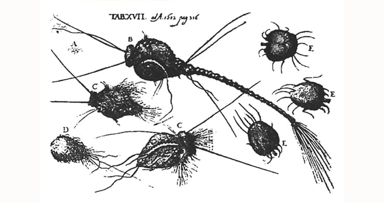 Can You Catch Morgellons from the Internet?