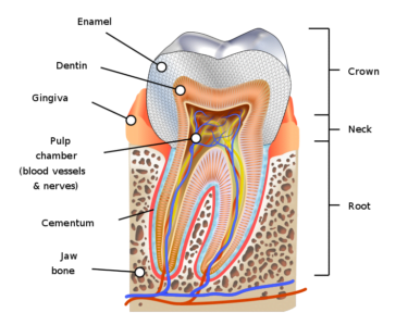 Cross section of a tooth, showing the different layers of its composition. 