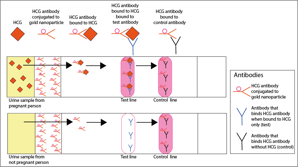 Diagram illustrates what is described in the text about how strip tests work - two pregnancy tests side by side. The first test is treated with a pregnant urine sample containing HCG which travels up the strip as described in the main text showing a pink test line and pink control line. The second test is treated with a not-pregnant urine sample and shows a blank test line and a pink control line. 