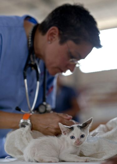 A vet with a stethoscope around her neck leans over a small white kitten with dark ears and blue eyes.