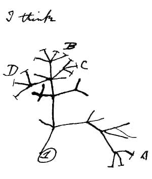 Charles Darwin's famous "tree of life" sketch showing his theory of how species connect along branches of shared ancestry. A strong central branch diverges into several off shoots which branch into yet further off shoots. 