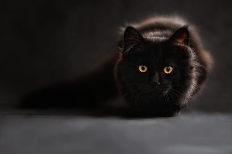 Toxoplasmosis: how worried should we be about the ‘mind-control parasite’ spread by cats?