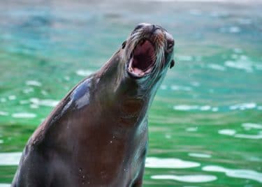 A sealion in front of greenish blue water with its mouth wide open