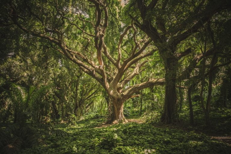 A doomscrollers guide to climate hyperbole: countering the doomism of Deep Adaptation