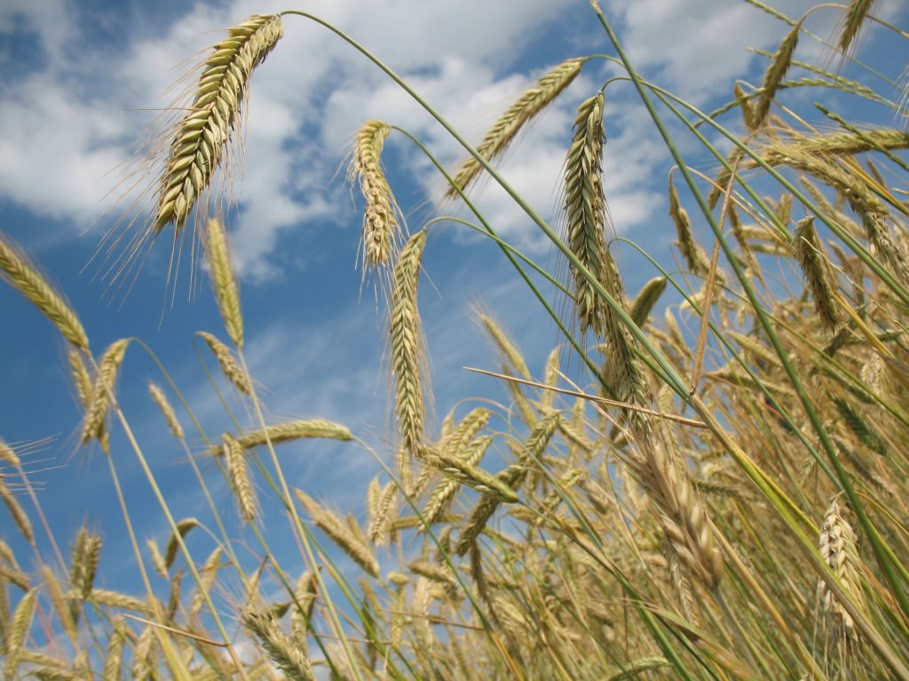 A close-up image of stalks of wheat growing in a field, the wheat ears drooping and swaying in a breeze frozen by the camera - looking up towards a blue, cloud-studded sky