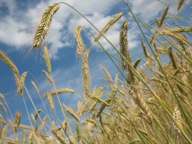 A wheat field against a blue sky
