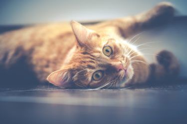 A ginger cat with fold eyes laying on its side looking quizzical
