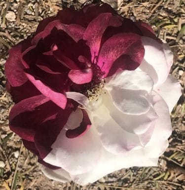 A rose with two distinct colours - red on one half, white on the other. Image by Raquel Baranow [CC SA by 4.0]