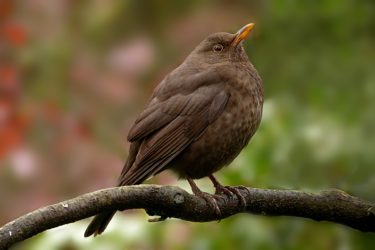 A blackbird with a speckled chest and a yellow/orange beak standing on a branch