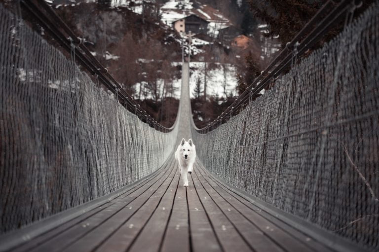 Despite the media reporting, the ‘dog suicide bridge’ is just an urban legend