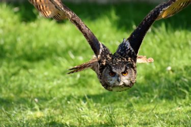 An owl flying across some grass with a large wingspan and eyes looking forwards. 