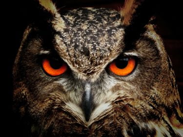 An eagle owl looking directly into the camera with orange eyes and tufted ears