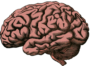 a drawing of a brain