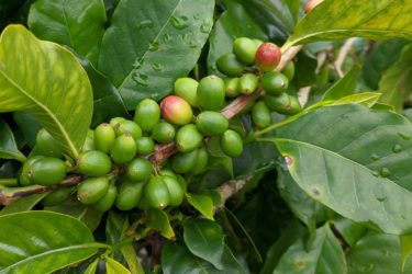 A coffee plant laden with green coffee beans