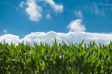 A corn field against a blue sky