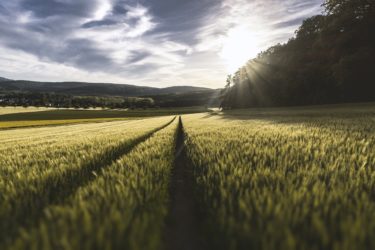 A wheat field