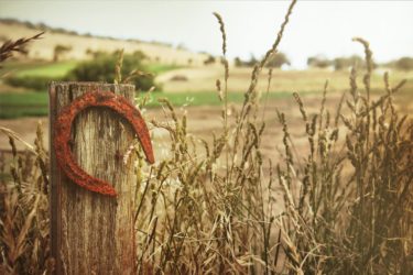 A horse shoe in a field