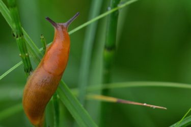 A brown slug climbing a strand of grass