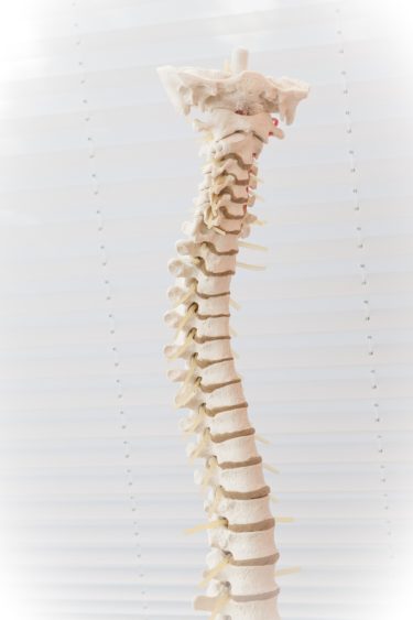 A model of a spine