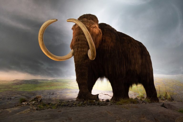 Attempts to “bring back” the woolly mammoth distract us from vital conservationist goals
