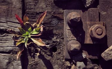 A small plant growing out of some old wood