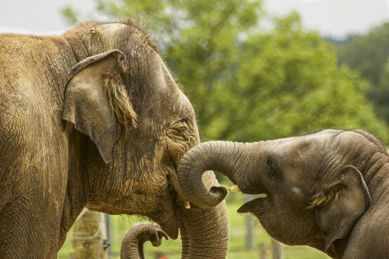 Mrs Gaskell’s Elephant: the true story of a hoax