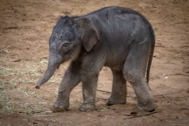 A baby Indian elephant
