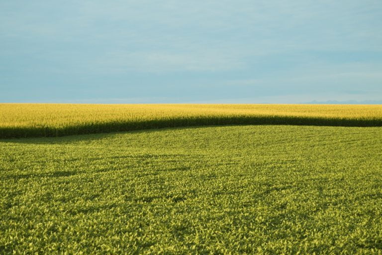 After three decades, why do the public still see GMOs as controversial?