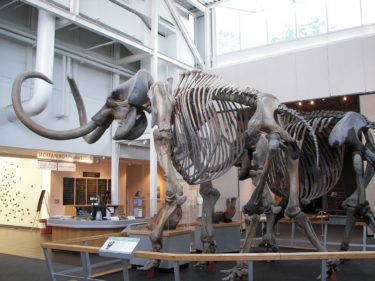 Woolly mammoth skeleton in a museum