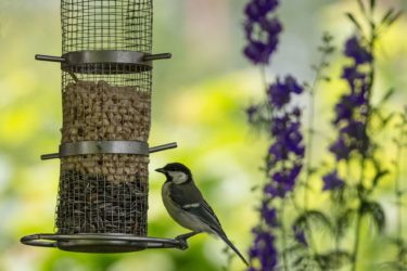 A small bird feeding from a feeder