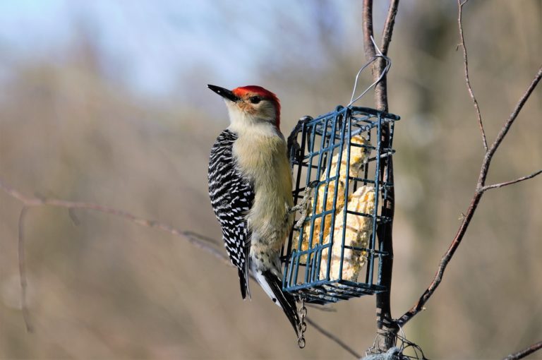 Birdfeeders are very popular, but are they what’s best for our feathered friends?