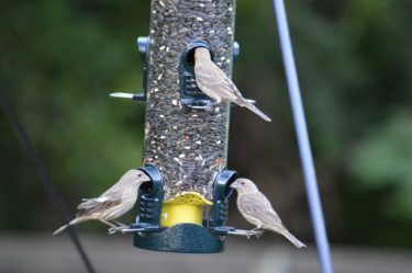 Three small birds feeding from a feeder
