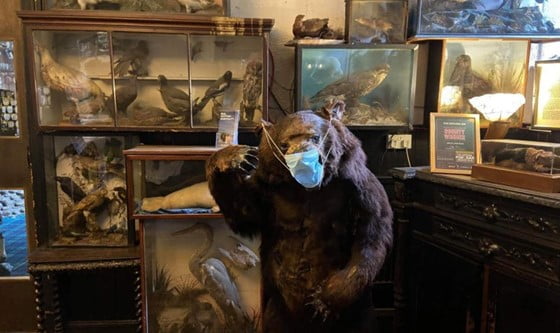 A photograph of a taxidermy brown bear and a variety of birds. The bear is wearing a disposable face mask. 