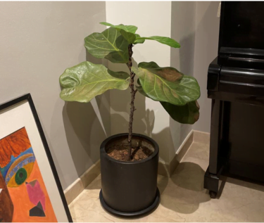 A fiddle leaf fig plant placed in Mr Tan’s home