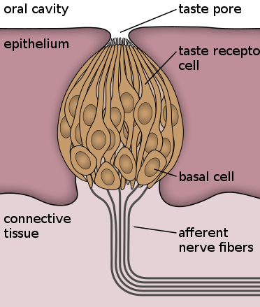 Image by Jonas Töle

A taste bud made up of many taste receptor cells which feed from the tongue to the brain via afferent nerve fibres.