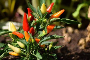 Colourful red, orange and yelllow chilli peppers growing on a plant