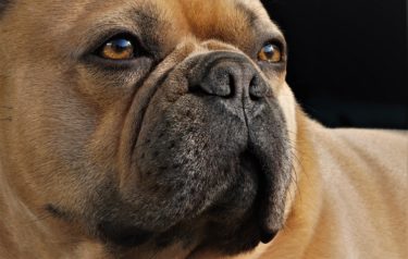 a tan french bulldog with golden eyes and a short snout