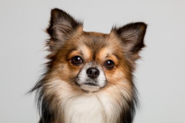 A long haired chihuahua looking at the camera.