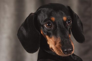 A black and tan dachshund similar to the author's own dog.