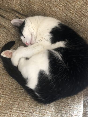 Mildred is a black and white cat who is curled into a donut shape on a grey sofa. A few of her pink toe beans are visible. As is her rather cute pink nose. 