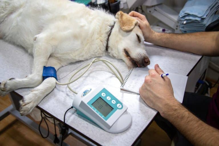 Facts won’t change minds about animal medicine, so should we bother trying?