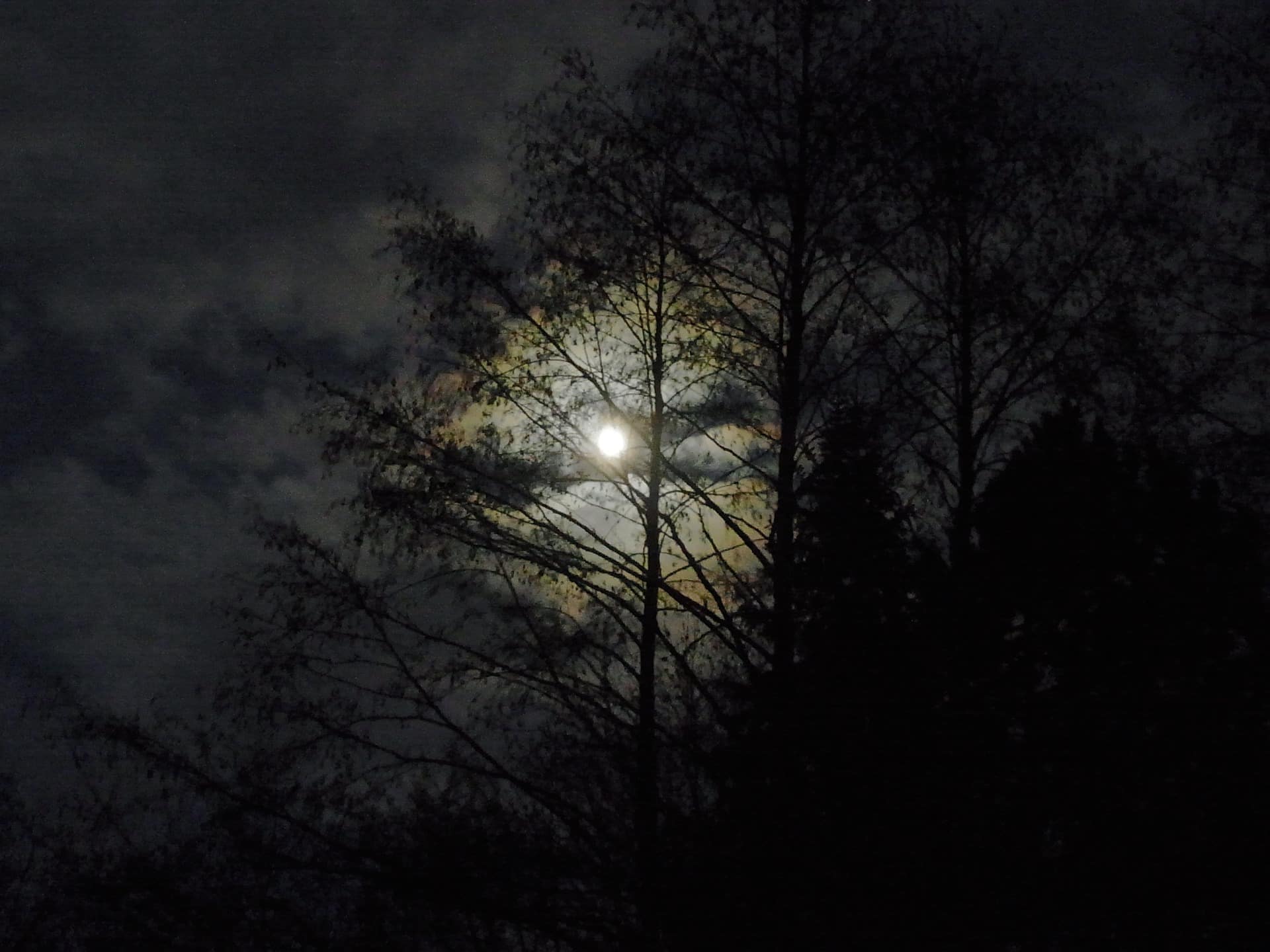 From the archive: Rendlesham Forest - Britain's Roswell? - Vimarsana News