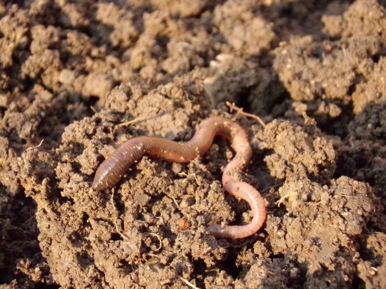 Antimicrobial Resistance, homeopathy and the Soil Association