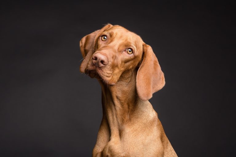 Time to ‘drop the crop’ – why cutting off the tips of dogs’ ears is never right