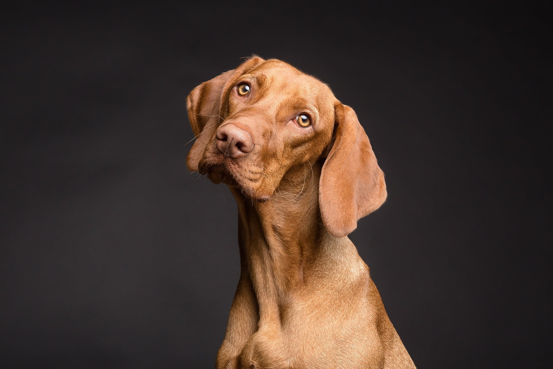 Time to 'drop the crop' - why cutting off the tips of dogs' ears is never right - Vimarsana News