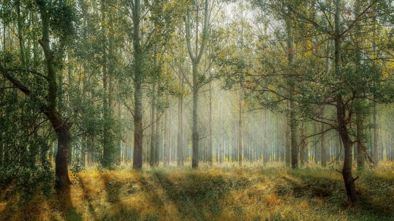 Tree planting schemes look fantastic on paper, but they won’t save us from climate change