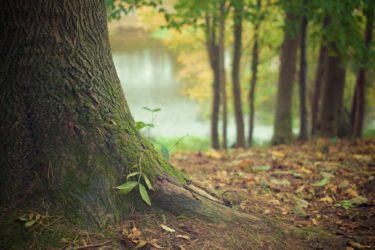 A tree trunk