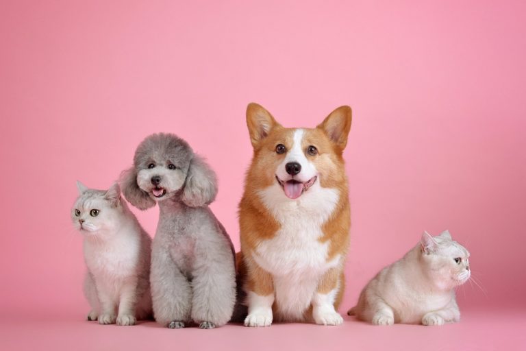 The fat but fit paradox: can animals be overweight and healthy?